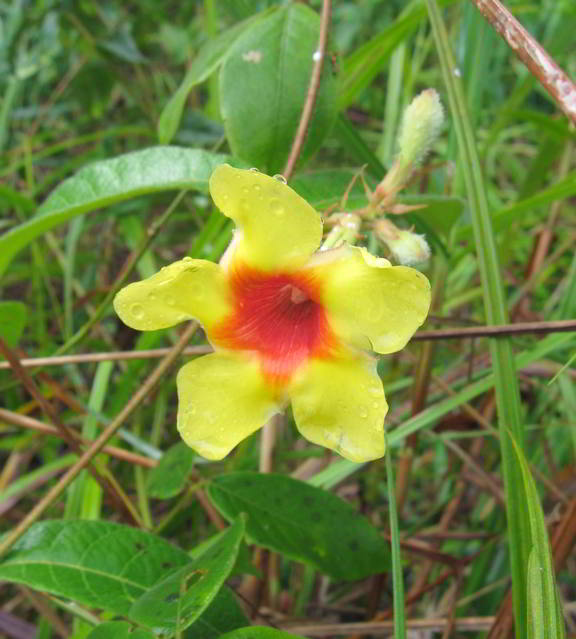 Savanna-Flower
